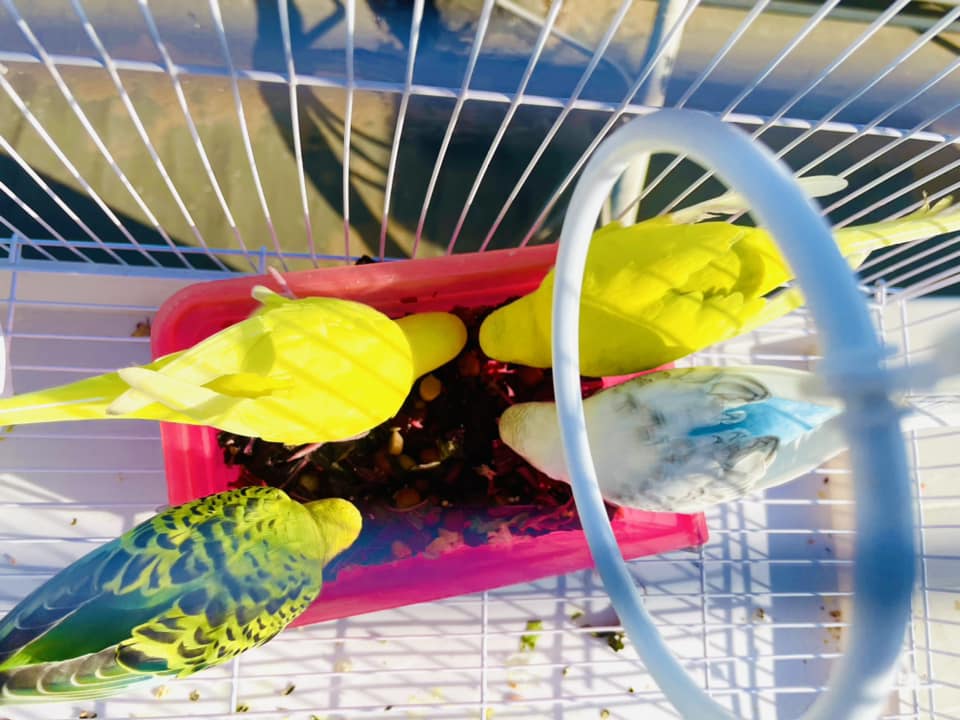 How Do I Keep My Budgie Happy